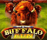 Buffalo Run